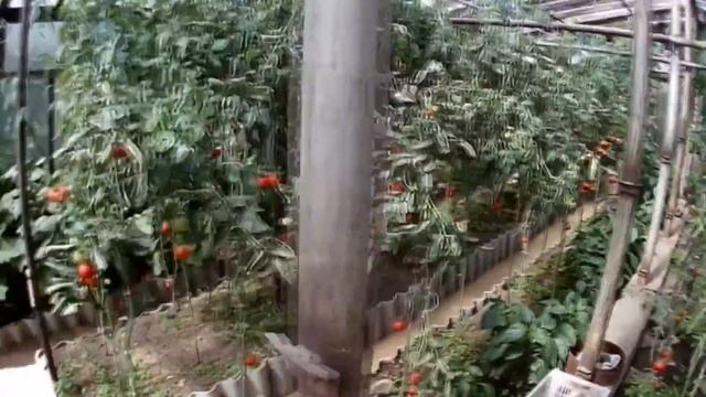 И СНОВА ДАЧА. УСПЕВАЕМ СОБИРАТЬ УРОЖАЙ смотреть онлайн