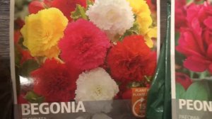 Begonia,Dahlia,Peony,Gladiolus bulbs