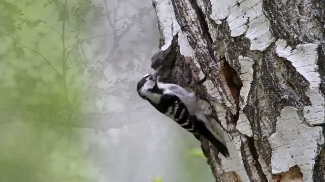 Бородатая неясыть / Strix nebulosa смотреть онлайн