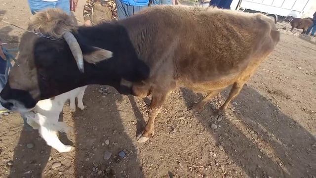 МОЛ БОЗОРИ КАБОДИЁН НАРХО ЧЕХЕЛ АРЗОН Ё КИМАТ ТАМОШО КНЕН смотреть онлайн