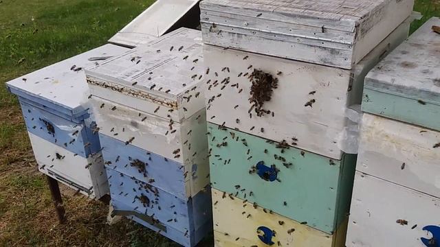 Перевожу пасику на рогатые ульи смотреть онлайн