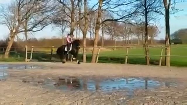 Продается молодой фризский жеребец, 4 года смотреть онлайн