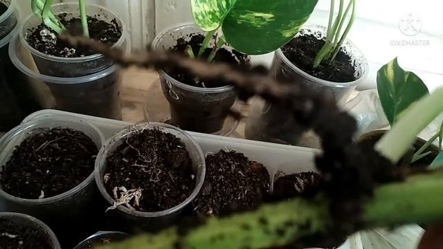 СЦИНДАПСУС.Размножаем комнатный плющ.июль 2021.