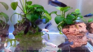 МОЖНО ЛИ ПОСАДИТЬ МНОГО ПЕТУШКОВ В ОДИН АКВАРИУМ? НАНО АКВАРИУМ!Betta splendens