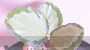 Corona Calathea |  Calathea Roseopicta Corona | Calathea Roseopicta