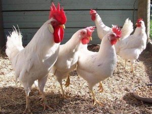 Куры породы Леггорн! плюсы и минусы за 4 года содержания!