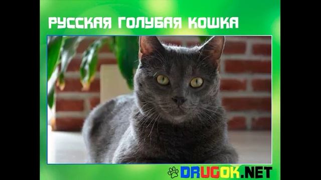 Русская голубая кошка смотреть онлайн