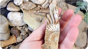 Дачный Музей уникальных находок времен Юрского периода. Пол работы показываем только умным!