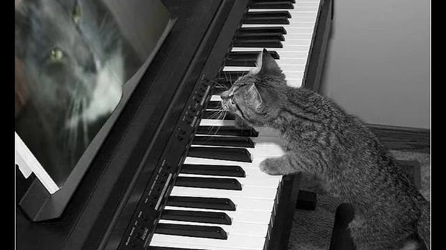 Пение моих кошек..wmv смотреть онлайн