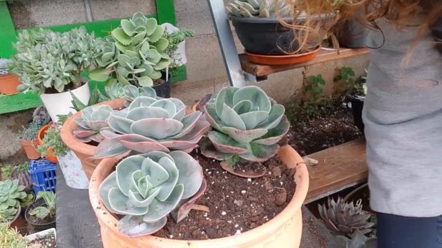 🪴Echevéria mandala dicas de cultivo MUITO IMPORTANTES . 🇵🇹 смотреть онлайн