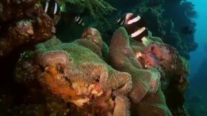 Красивая планета. Морские глубины и их обитатели.