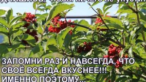 ЗАПОМНИ РАЗ И НАВСЕГДА, ЧТО СВОЁ ВСЕГДА ВКУСНЕЕ!!! ИМЕННО ПОЭТОМУ...