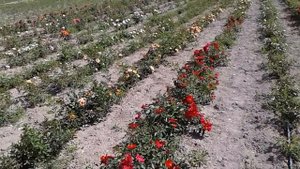 ред хейс, почвопокровные розы, rozarium.biz, питомник роз полины козловой