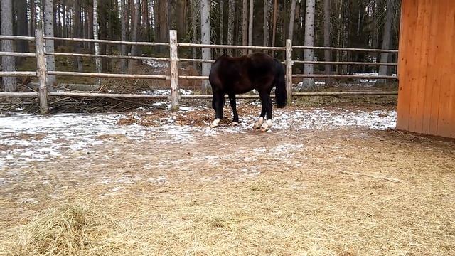Как можно назвать коня смотреть онлайн