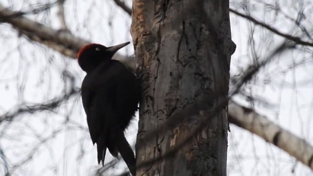 Желна и большой пестрый дятел в Битцевском лесу смотреть онлайн