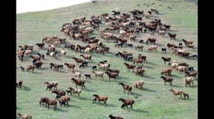 Отара гиссарских овец с ягнятами. Племенной завод Гиссар. Республика Таджикистан