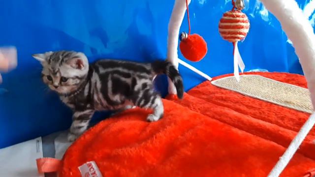 Шикарная расписная девочка (продана) смотреть онлайн