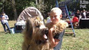 Бриар на ilikepet. Особенности породы, уход