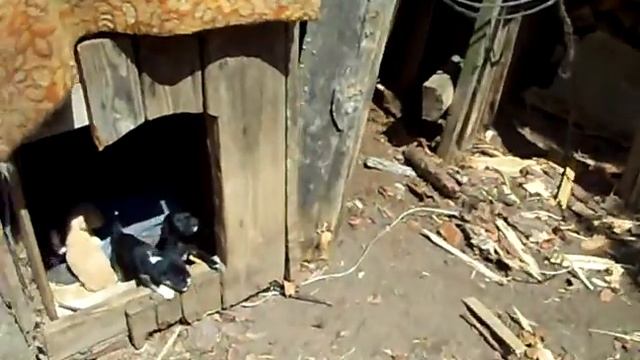 как собака ощенилась смотреть онлайн