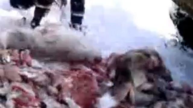 Ледник разделка..mp4 смотреть онлайн