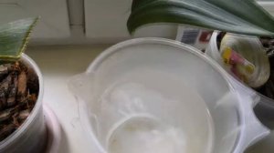 От ЧЕГО наросли корешки у орхидейки?Расцвела орхидея Камбрия(Cambria)"Beartly"!!!??