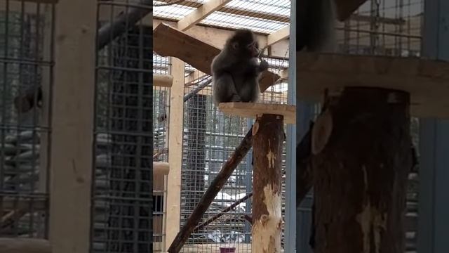 Удивительные японские макаки в Ленинградской области смотреть онлайн