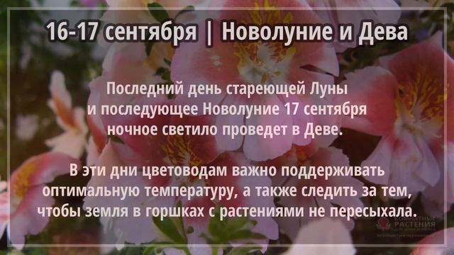 Сентябрь 2020 г. | Лунный календарь комнатных растений смотреть онлайн