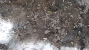 Садим  картошку под пленку для раннего урожая. Молодая картошка в конце мая!