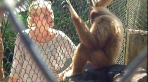 Как попросить гиббона спеть