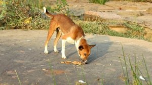 Перевозка печенья закончилась неудачей