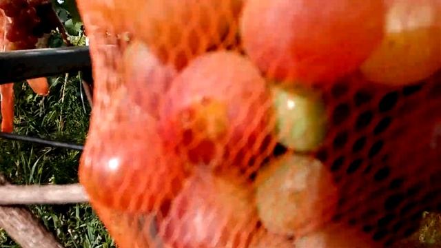 Отличная защитная сетка для винограда от ос или для ос? смотреть онлайн