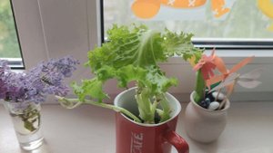 Вырастит ли редиска на балконе?