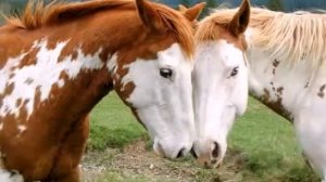 Красивые породы лошадей.