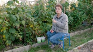 КОРМИТЕ МАЛИНУ КАК ТОМАТЫ для обильного урожая в октябре. Осенняя подкормка ремонтантной малины.