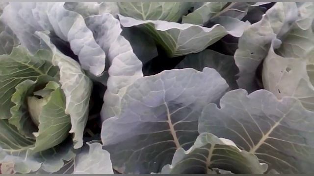 Когда сажать белокочанную капусту?☝️ смотреть онлайн