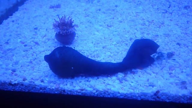 Bonellia viridis смотреть онлайн