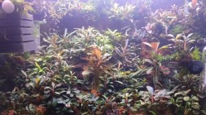 Шок!!!Более 30 видов буцефаландр в аквариуме 100 литров!!!!Ароидные  ???My bucephalandra tank!!!