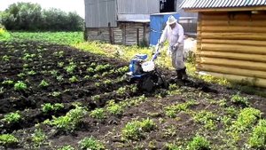 Окучивание картофеля дисковым окучником.