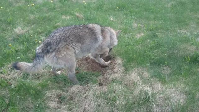 Триллер "Волк и мышь") смотреть онлайн