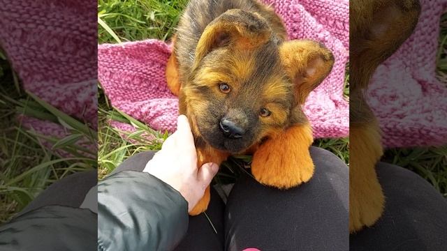 Realistic Sheepdog puppy (реалистичный щенок овчарки) смотреть онлайн