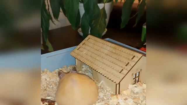 Не жадина, а запасливая #хомяк #хомякБоня смотреть онлайн