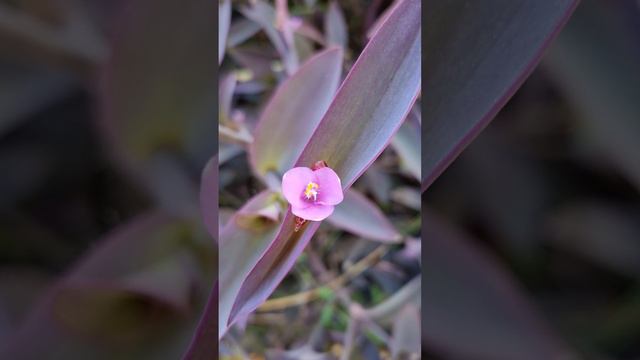 Flor de Tradescantia morada o amor de hombre (Tradescantia pallida)