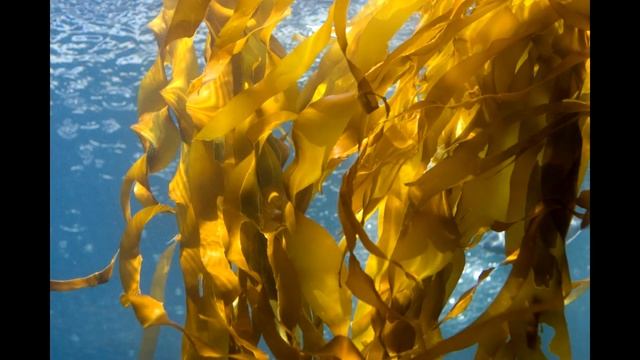 Биология | параграф #14 Водоросли смотреть онлайн