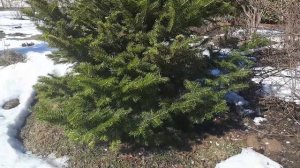 Дальневосточная пихта. Хвойники Подмосковья, продолжение.