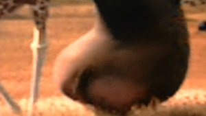 Madagascar 2 - Gloria's butt Final