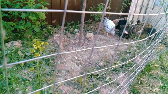 Цыплята- газонокосилки на прогулке. смотреть онлайн