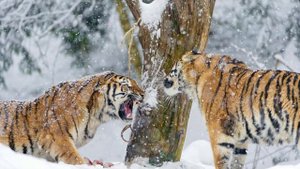 голоса и звуки мощных хищников #хищник