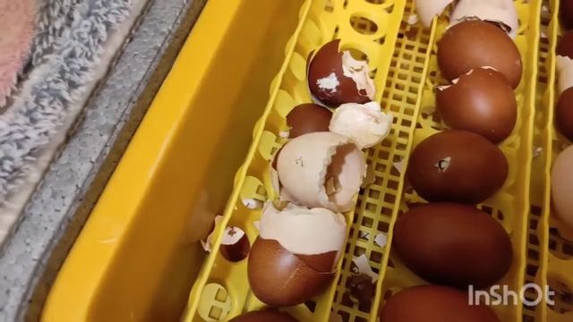 ОГРОМНОЕ КОЛЛИЧЕСТВО ЦИПЛЯТ В ЭТИХ ИНКУБАТОРАХ☝️СУПЕР ВЫВОД ПТИЦЫ В ИНКУБАТОРАХ ТЕПЛУША! МАРАНЫ смотреть онлайн