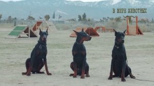 10 САМЫХ ОПАСНЫХ ПОРОД СОБАК ВО ВСЕМ МИРЕ / ЗАПРЕЩЕННЫЕ ПОРОДЫ СОБАК