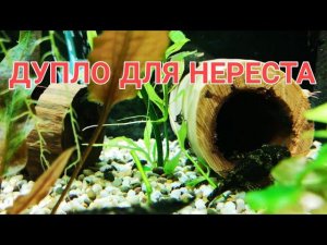 СДЕЛАЛ ДУПЛА ДЛЯ НЕРЕСТА АНЦИСТРУСОВ